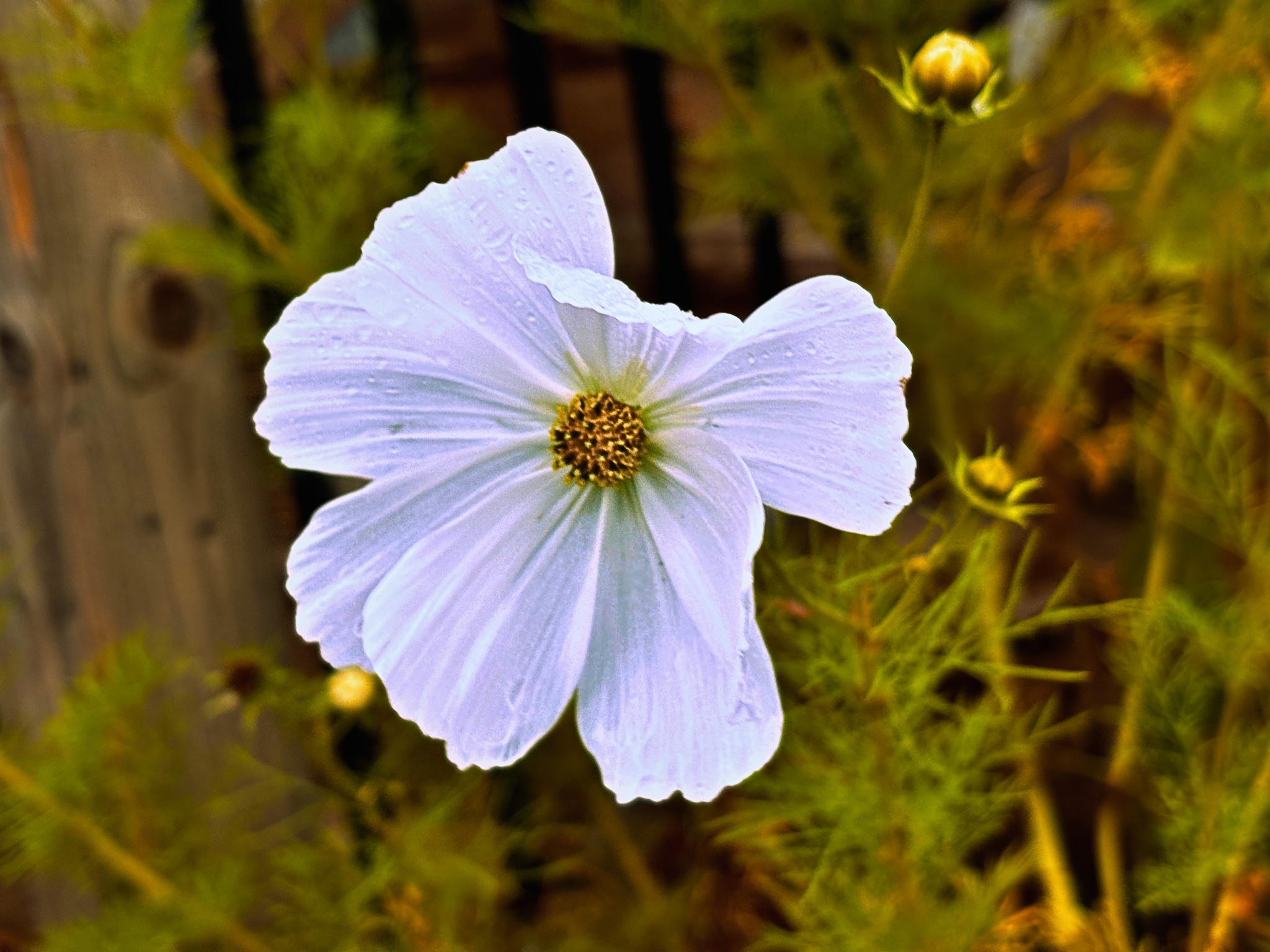 Wildflower 
